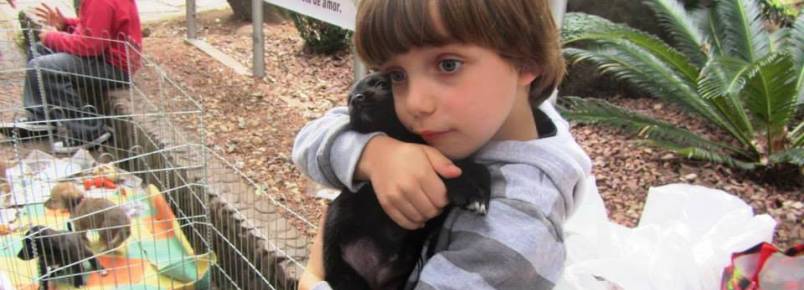 ONG realiza feira de livros para ajudar animais carentes em Santa Cruz do Sul (RS)