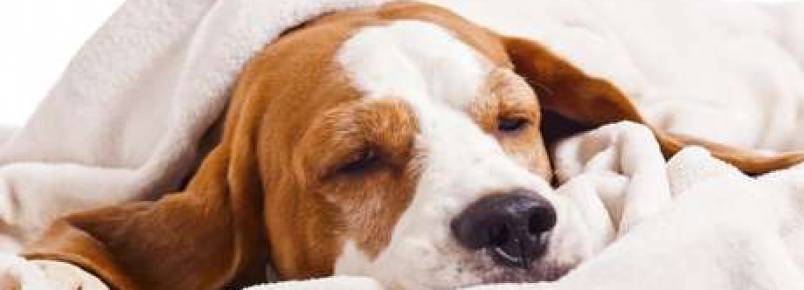 Conheça algumas doenças comuns dos cães e como tratá-las