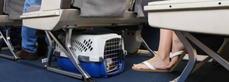 Animais na cabine do avião: atente-se aos procedimentos antes de embarcar