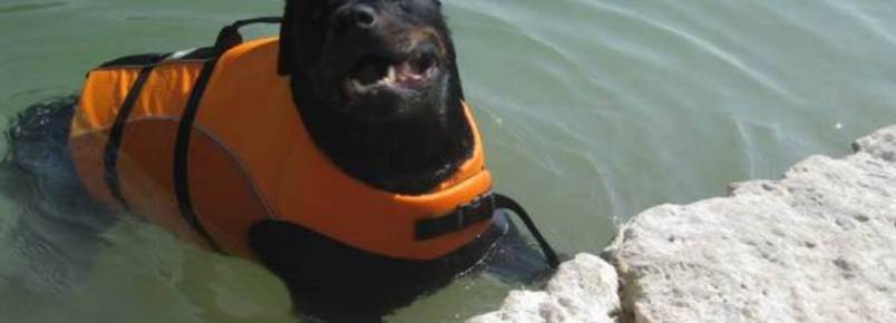 Anúncio emociona amantes de cães ao pedir piscina para Waylon