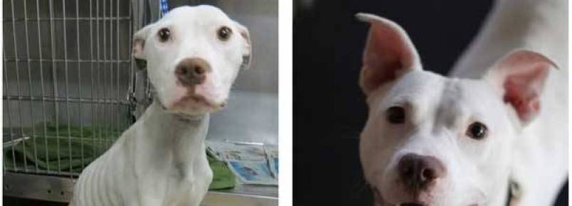 Nove fotos de antes e depois de animais resgatados