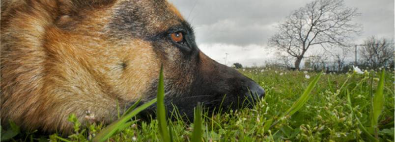 Plantas tóxicas para os cães