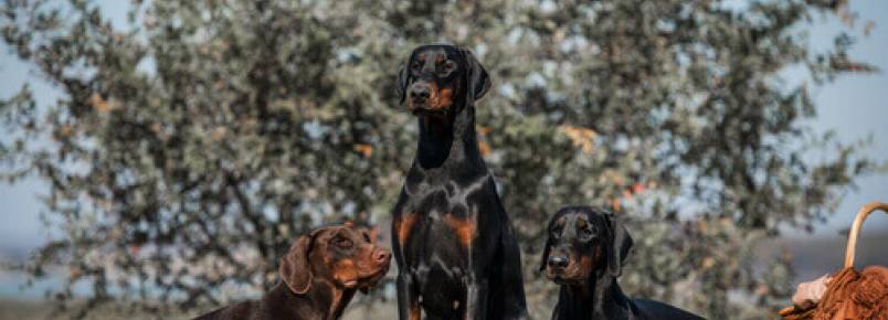 Doberman, uma raa peculiar e elegante