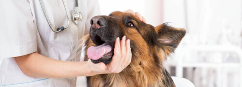 10 coisas que seu cão quer que você saiba