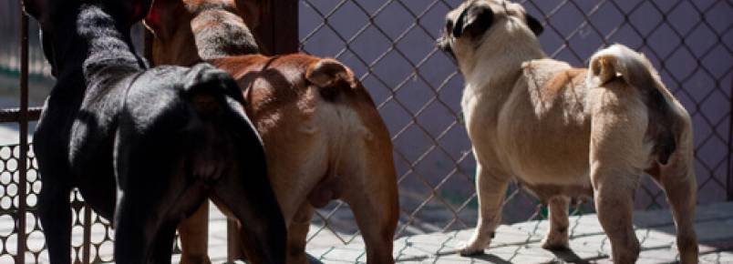 Taiwan proíbe o consumo de carne de cachorro e de gato