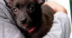 Neste domingo tem campanha de adoção de animais