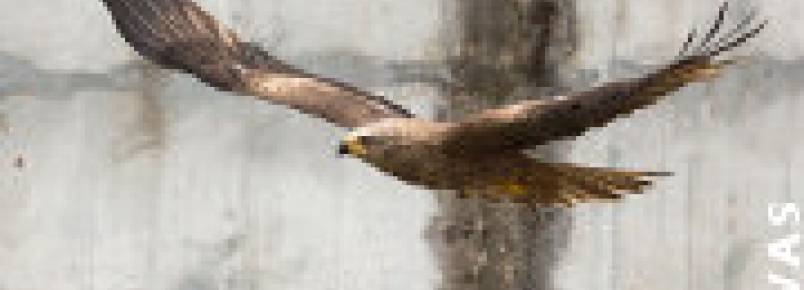 Conservação da natureza: 40 Animais silvestres recuperados em cativeiro regressam ao seu habitat natural