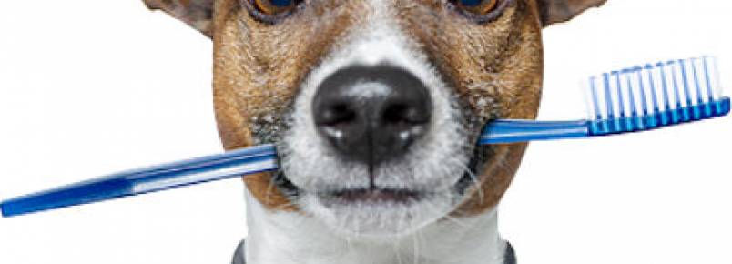 Escovação em dia: saiba como cuidar dos dentes do seu pet