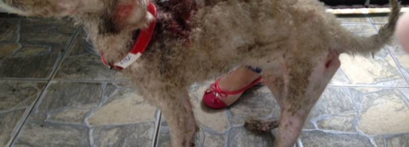 Cachorro é salvo da morte e está pronto para adoção em Guarujá