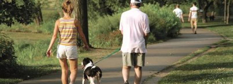 Passeio com cães é foco de um novo projeto voluntário