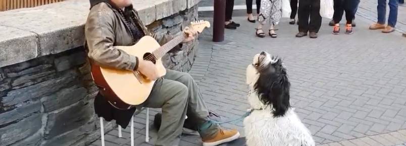 Artista de rua faz dupla com seu cachorro e os dois arrasam nos vocais