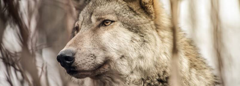O que torna os lobos diferentes dos cães?