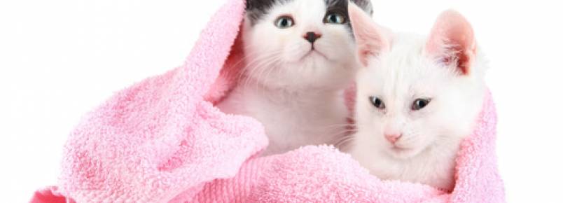 Com que frequncia um gato deve tomar banho?