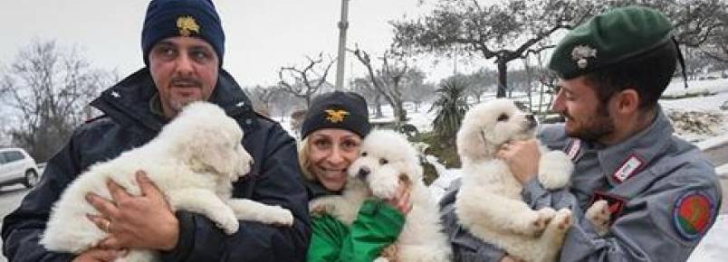Trs filhotes so resgatados aps avalanche na Itlia