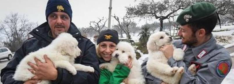 Três filhotes são resgatados após avalanche na Itália