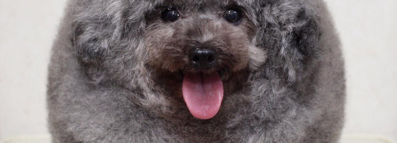 Tosadora japonesa aperfeiçoa o visual bolinha e transforma poodle em ovelha