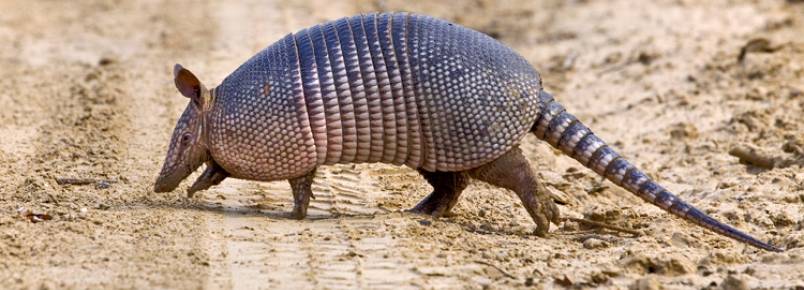 Bactéria da hanseníase infecta mais da metade dos tatus analisados por cientistas