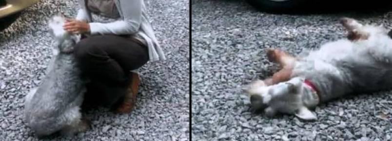 Saiba o que pode explicar caso do cão que desmaiou ao rever dona