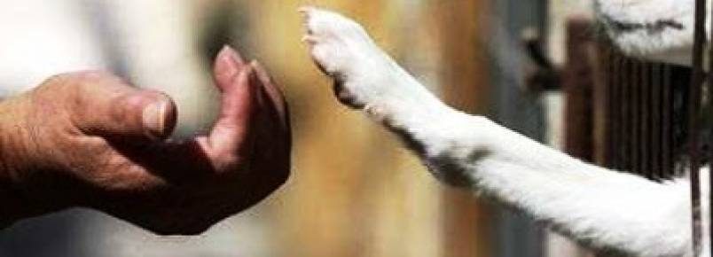 Decreto reconhece proteção animal como atribuição de fiscais