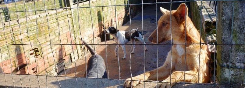 Campanhas recolhem cobertores e alimentos para ces abandonados em Canoas (RS)