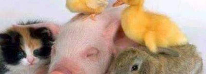 FFLCH realiza seminário sobre Ética e Direito Animal