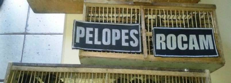 Dois homens são presos em Penedo por tráfico de animais silvestres