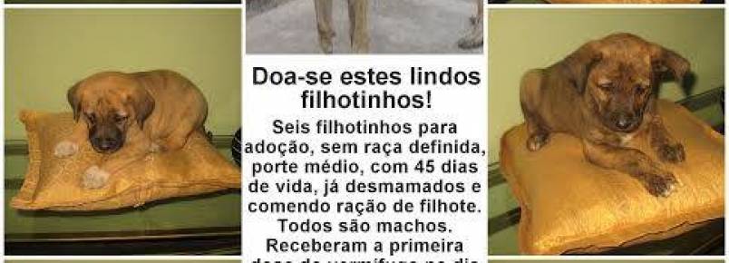Vamos adotar!