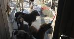 Senhora internada precisa de ajuda para manter 130 animais