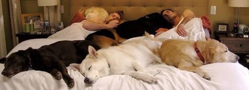 Cama cheia de cachorros