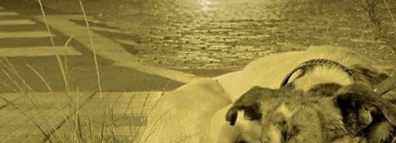 Secretários estudam projeto para atender animais na cidade