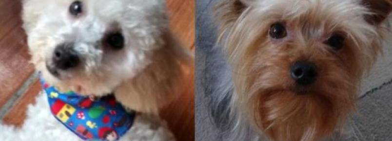 Dois dias depois, família segue procurando cães levados em roubo de carro