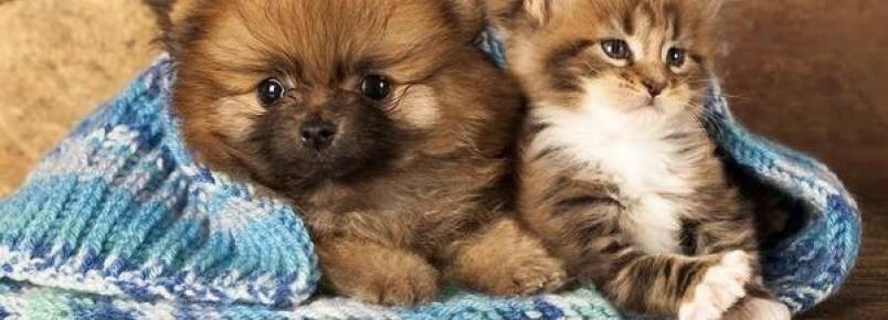 Frio pede cuidados especiais com animais de estimação