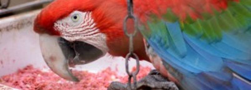 Dobra número de apreensões de animais silvestres em MS
