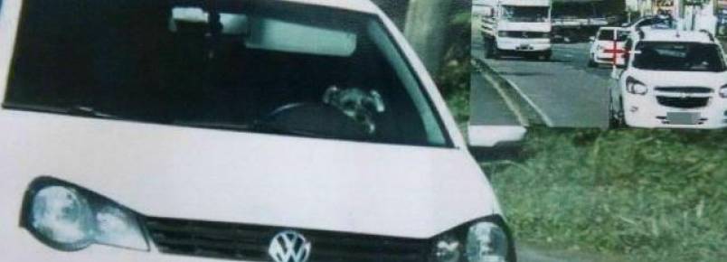 Cachorro  flagrado por radar dirigindo carro em alta velocidade e recebe multa