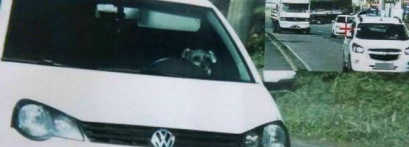 Cachorro é flagrado por radar “dirigindo” carro em alta velocidade e recebe multa