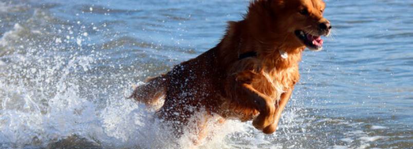 Leve seu cachorro para a praia e passe um timo dia com seu amigo