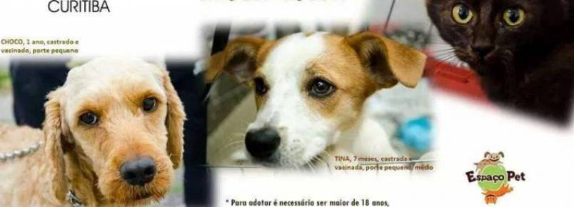 Grupo Animalia realiza feira de adoção de animais em Curitiba (PR)