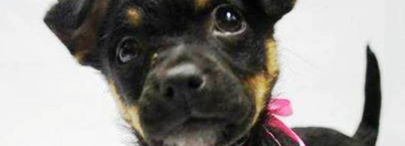 Estudante de design ajuda ONG Patas Dadas a encontrar novos lares para animais
