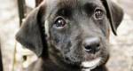 Feirinha de Adoção de Animais no Parque Infantil acontece neste sábado 