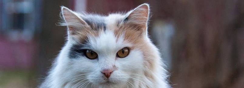 Gato branco é surdo? Gato tricolor é fêmea? Veja mitos e verdades sobre gatos