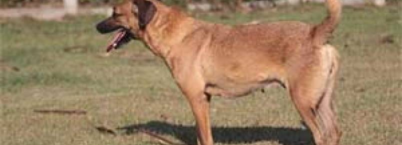 São José dos Campos terá espaço para lazer, adoção e vacinação de cães