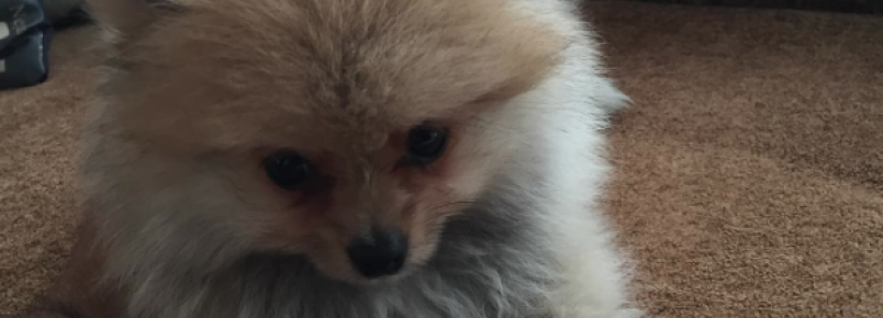Geraldo Luís apresenta seu novo cachorrinho
