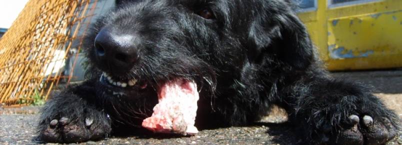 Pesquisa da UFMG aponta riscos de carne crua como alimento para cachorros