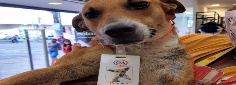 Cachorro é “contratado” para setor de prevenção de loja de roupas em Manaus