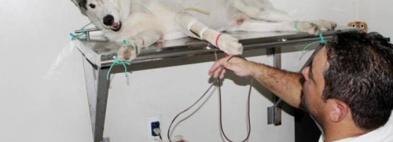 Amazonas tem 25 cachorros doadores de sangue