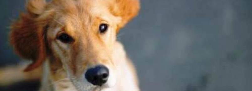 Laboratórios terão 5 anos para trocar 17 testes em animais por métodos alternativos