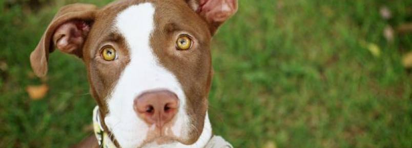 Cachorra consegue cirurgia plástica para apagar cicatriz