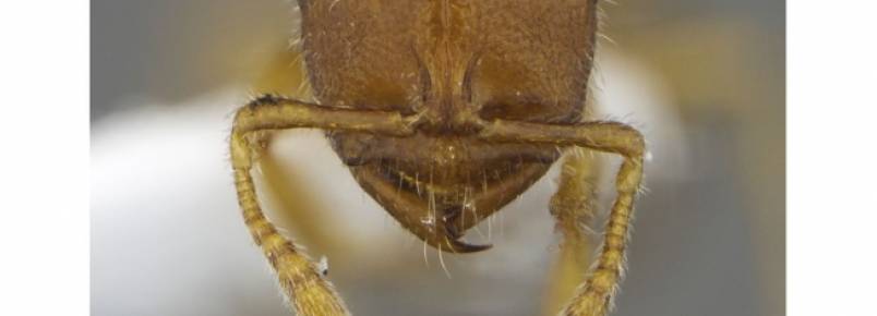 Pesquisadores brasileiros descobrem mais quatro espcies de formiga