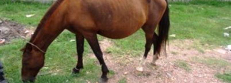 Denúncia de maus tratos contra animais pode ser feita pela internet