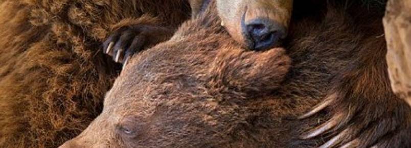 Mamãe Ursa ensinando seus filhotes como ser um Urso